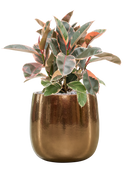 Pot balloon darcy d'or