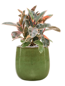 Pot balloon darcy verte