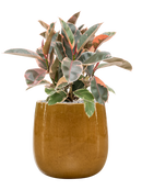 Pot balloon darcy jaune