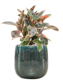 Pot balloon darcy bleue