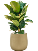 Pot balloon darcy blanche