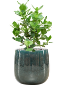 Pot balloon darcy bleue