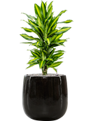 Pot balloon darcy noire