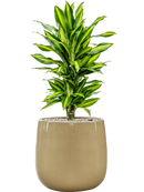 Pot balloon darcy blanche