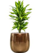 Pot balloon darcy d'or