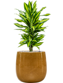 Pot balloon darcy jaune