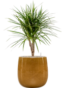 Pot balloon darcy jaune