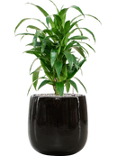 Pot balloon darcy noire