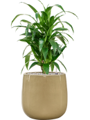 Pot balloon darcy blanche