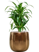 Pot balloon darcy d'or