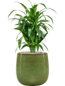 Pot balloon darcy verte