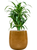 Pot balloon darcy jaune