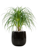 Pot balloon darcy noire