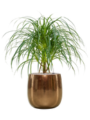 Pot balloon darcy d'or