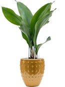 Pot laos emperor jaune