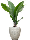 Pot laos emperor beige