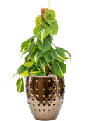 Pot laos emperor d'or