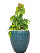 Pot laos emperor bleue