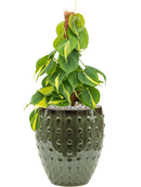 Pot laos emperor verte