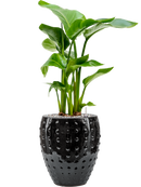 Pot laos emperor noire