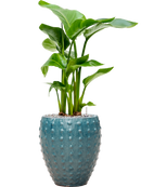 Pot laos emperor bleue