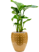 Pot laos emperor jaune