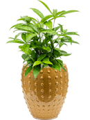 Pot laos emperor jaune