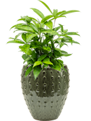 Pot laos emperor verte