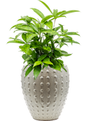 Pot laos emperor beige