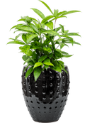 Pot laos emperor noire