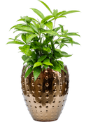 Pot laos emperor d'or