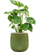 Pot balloon darcy verte