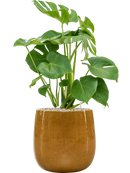 Pot balloon darcy jaune