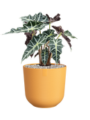 Pot jazz cylinder jaune