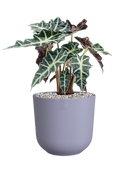 Pot jazz cylinder violet