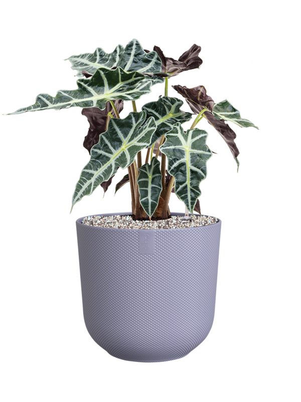 Pot jazz cylinder violet