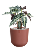 Pot jazz cylinder rouge