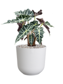 Pot jazz cylinder blanche