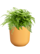 Pot jazz cylinder jaune