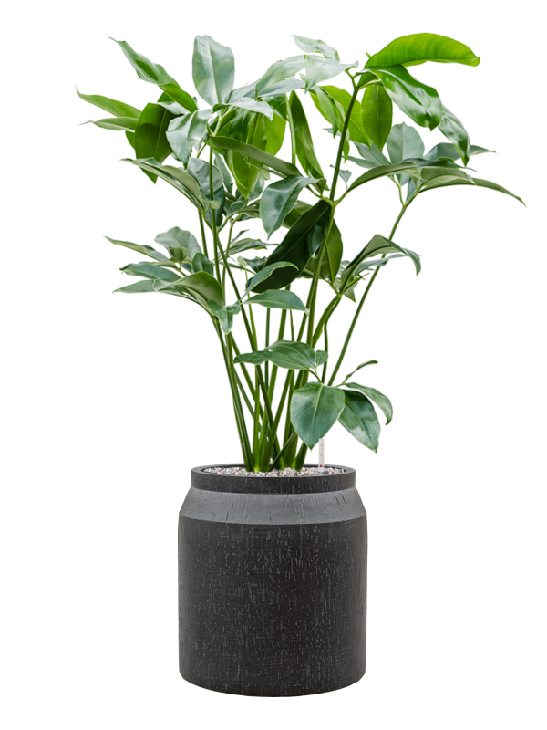 Pot raindrop cylinder anthracite