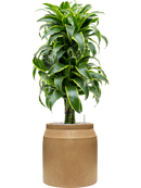 Pot raindrop cylinder marron