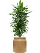 Pot raindrop cylinder marron