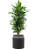 Pot raindrop cylinder anthracite