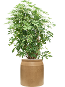 Pot raindrop cylinder marron