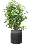 Pot raindrop cylinder anthracite