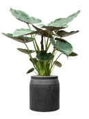 Pot raindrop cylinder anthracite