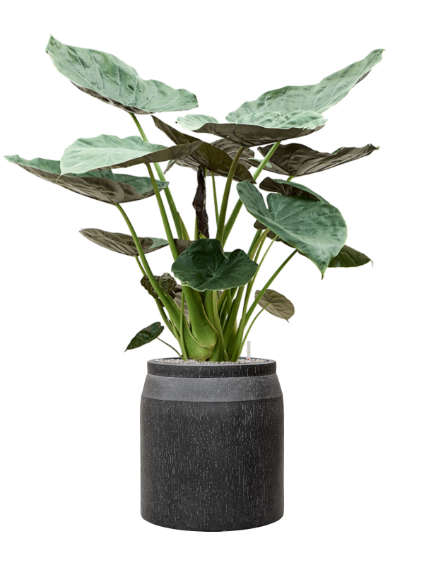 Pot raindrop cylinder anthracite