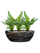 Pot niene oval multicolore