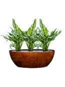 Pot niene oval marron