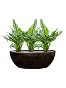 Pot niene oval noire